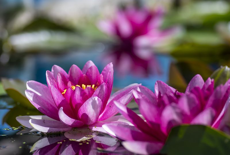 Цветы на воде...photo preview