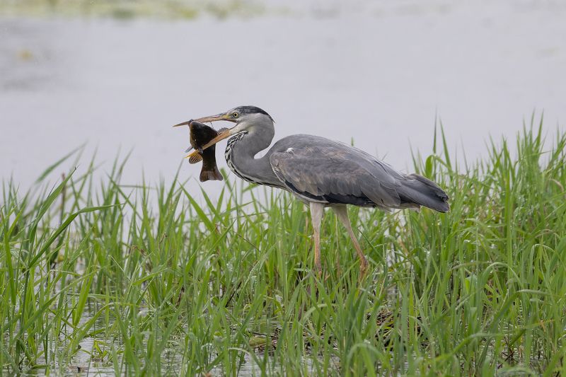 Zivju garnisphoto preview