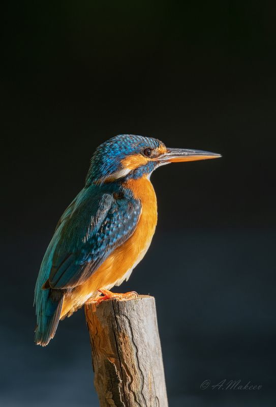 Зимородокphoto preview