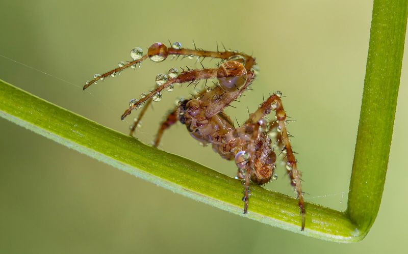 Паукphoto preview