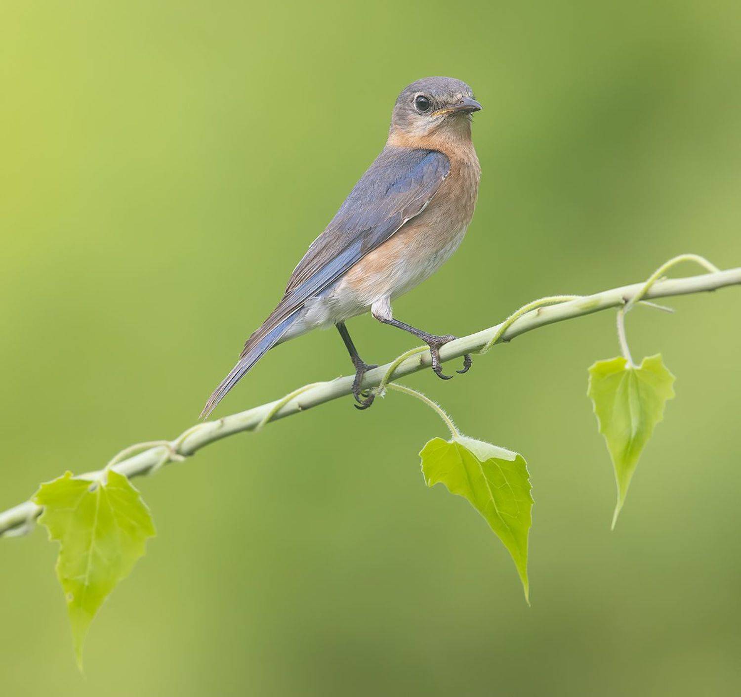 Eastern Bluebird female -Восточная сиалия. самка. Автор: Etkind Elizabeth восточная сиалия, eastern bluebird, bluebird, Etkind Elizabeth