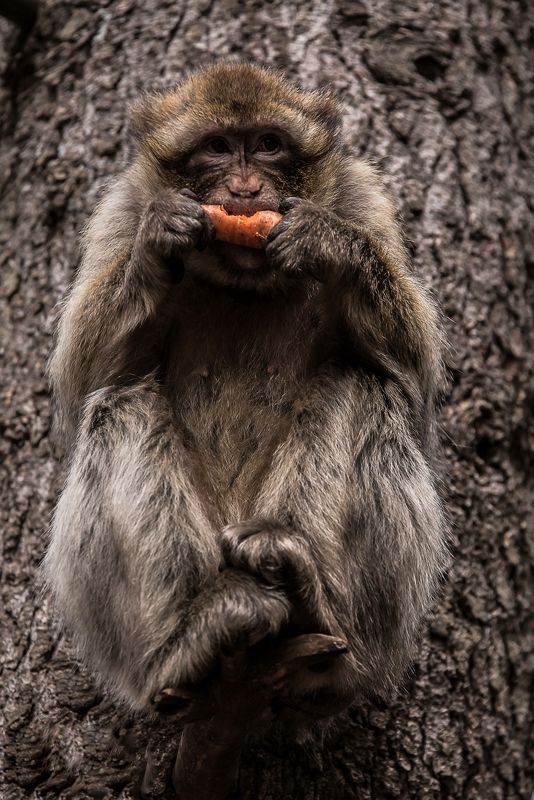 monkeys Monkey of the Atlasphoto preview