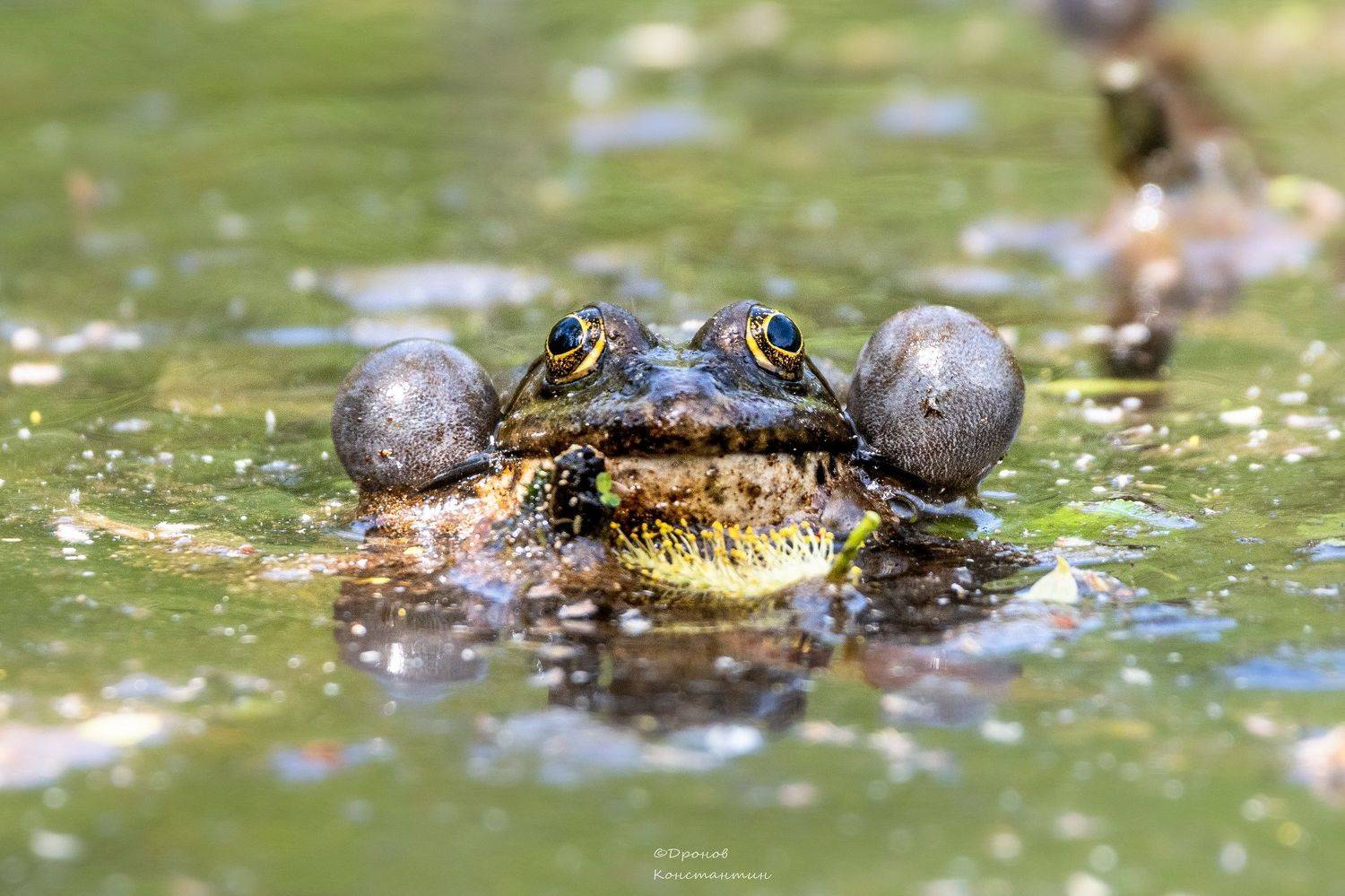 Шарики. Автор: Дронов Константин фотоохота, лягушка, Дронов Константин