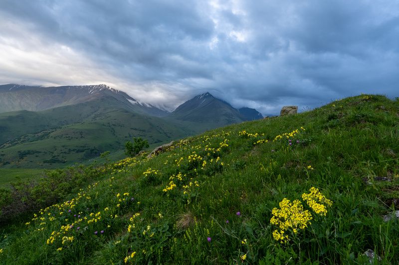 кавказ, горы, тучи, цветы Кавказphoto preview