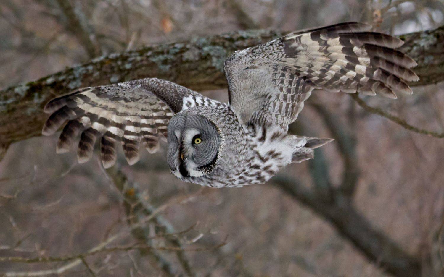 Бородатая неясыть (СПб, март 2022). Автор: Victor Krachkovsky , Victor Krachkovsky