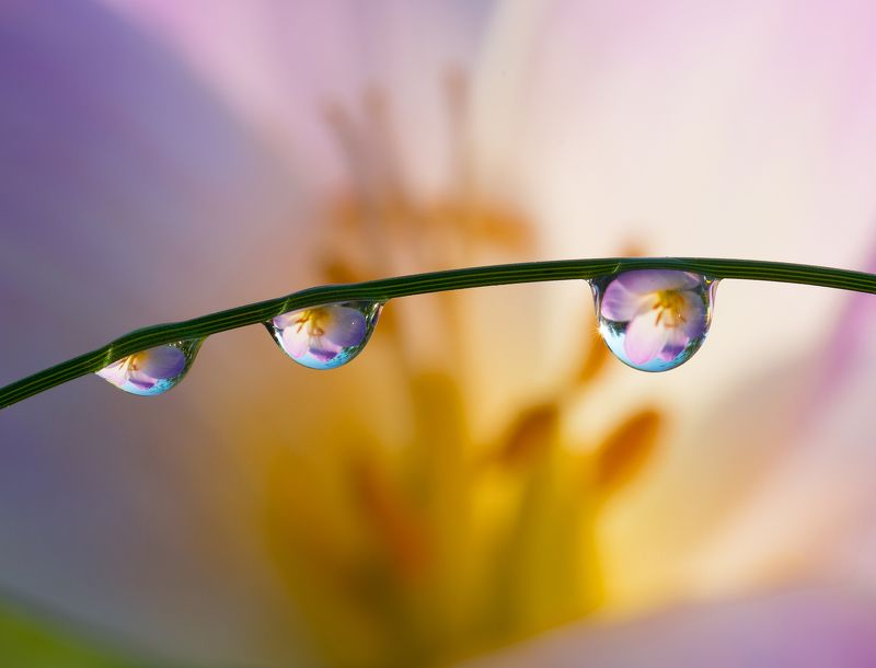 Триоphoto preview