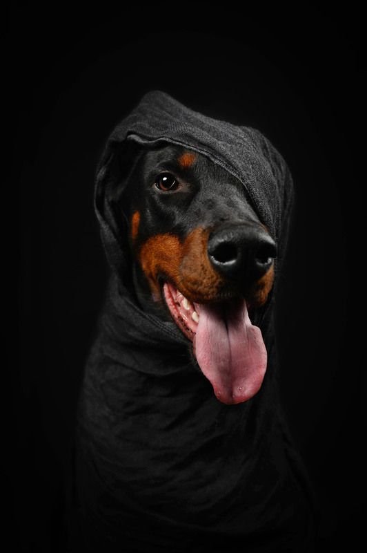 собака Ассасин животного мираphoto preview