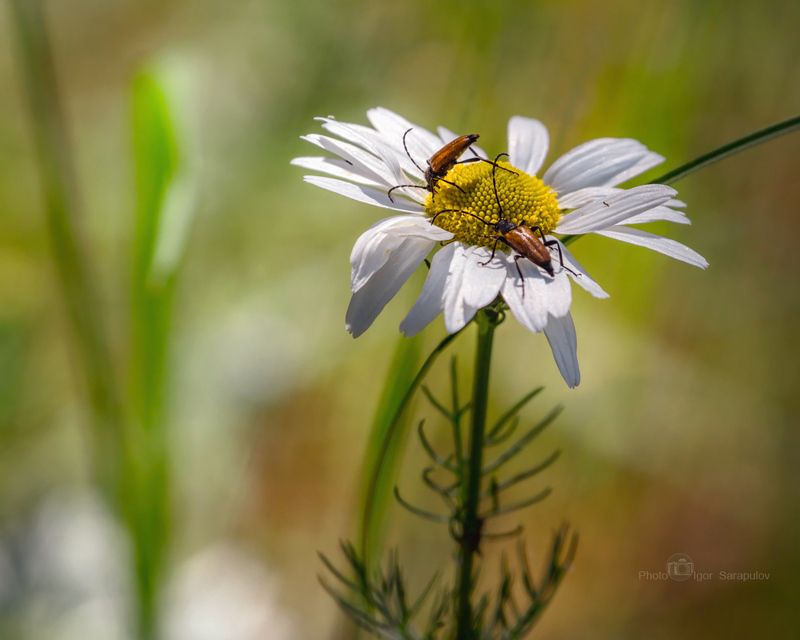 черноногая лептура, фотоохота, усы, усачи, ромашка, природа, насекомое, макро, лептуралия черноногая, жучки, жук-усач, lepturalia nigripes, kwanon photo, cerambycidae, canon photo Усачи и ромашкаphoto preview