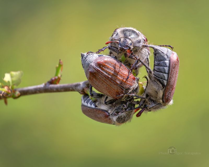 хрущ, фотоохота, усы, природа, насекомое, на краю, макро, майский жук, май, клубок, весна, melolonthini, melolontha, kwanon photo, Майский квартетphoto preview