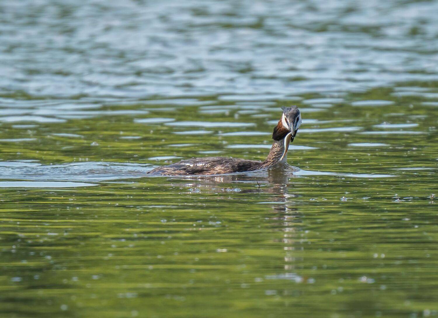 Кормилец. Автор: Константин Дэм , Константин Дэм