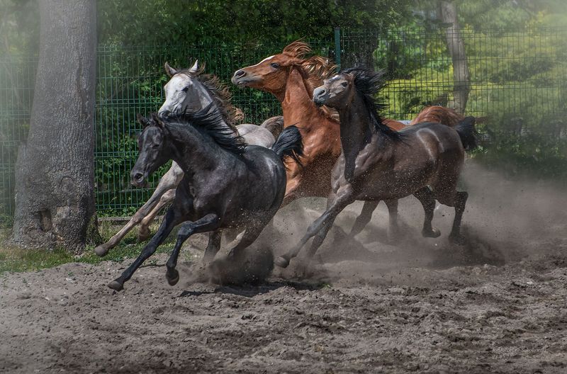 koniearabskie #Pride of Poland | polskiearaby #konie #fotografiakoni #janówpodlaski #jarosław sokołowski  #michałów #stadninaakoni Qwartetphoto preview
