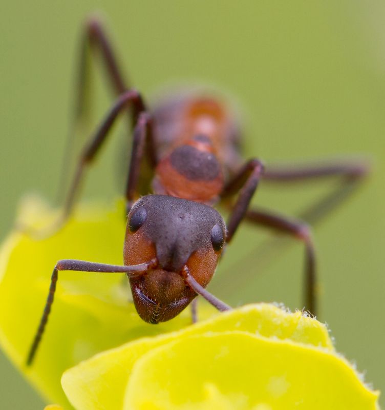 Муравейphoto preview