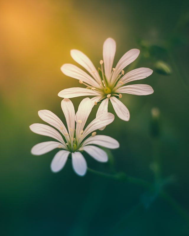 Звездочкиphoto preview