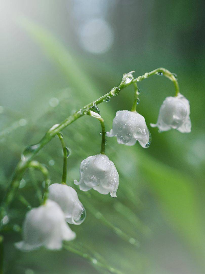 , Сергей Калёв