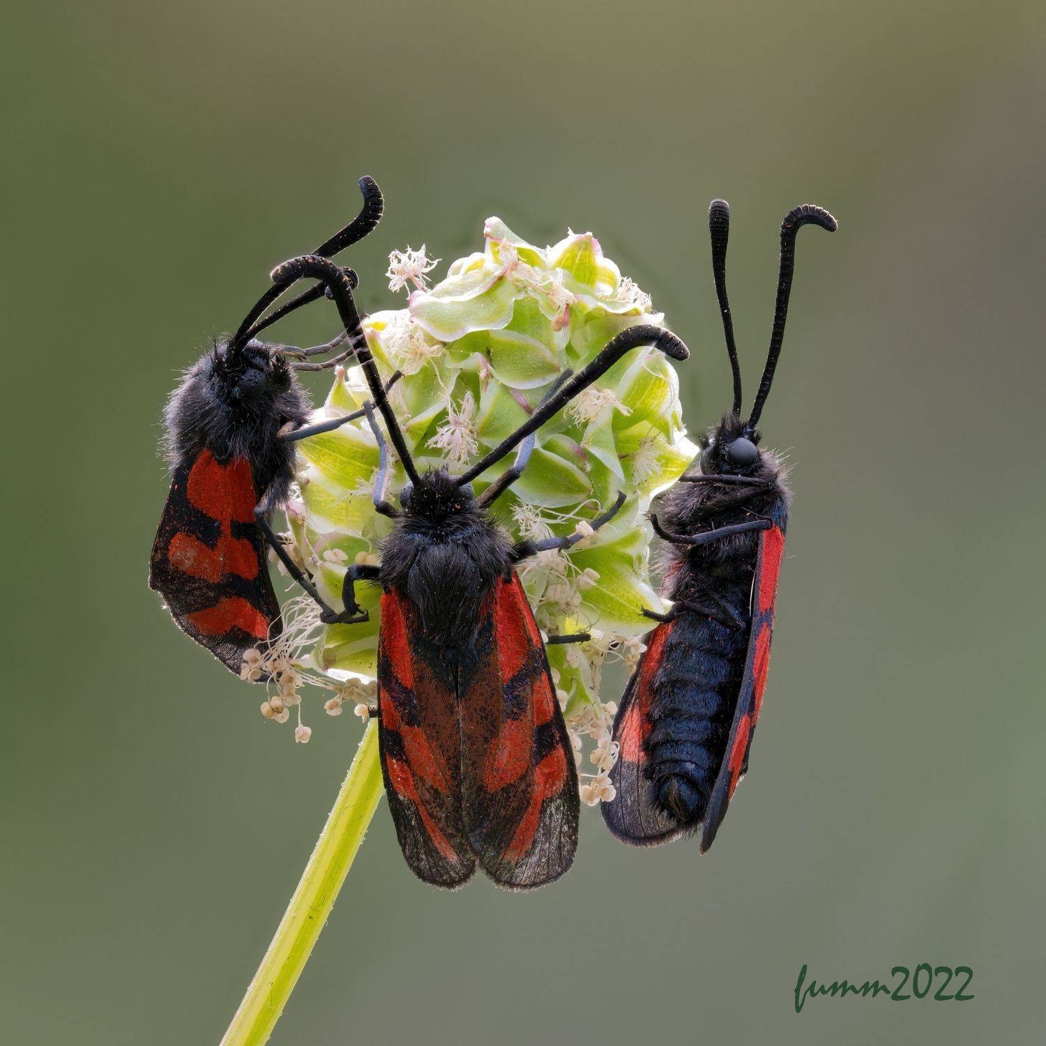 , Игорь ФУММ