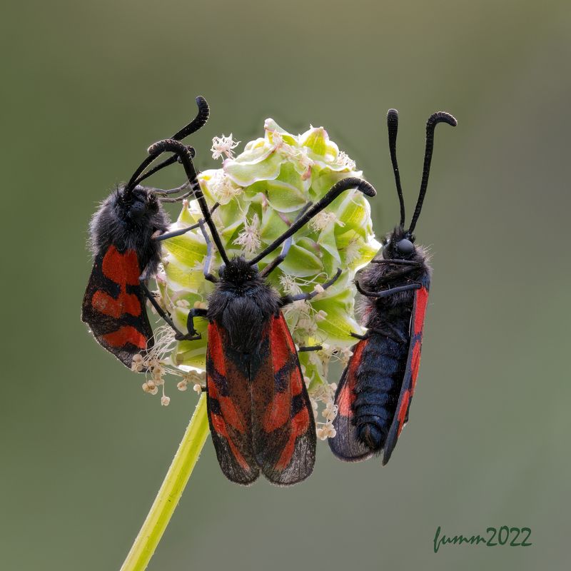 ТРОЕ 2photo preview