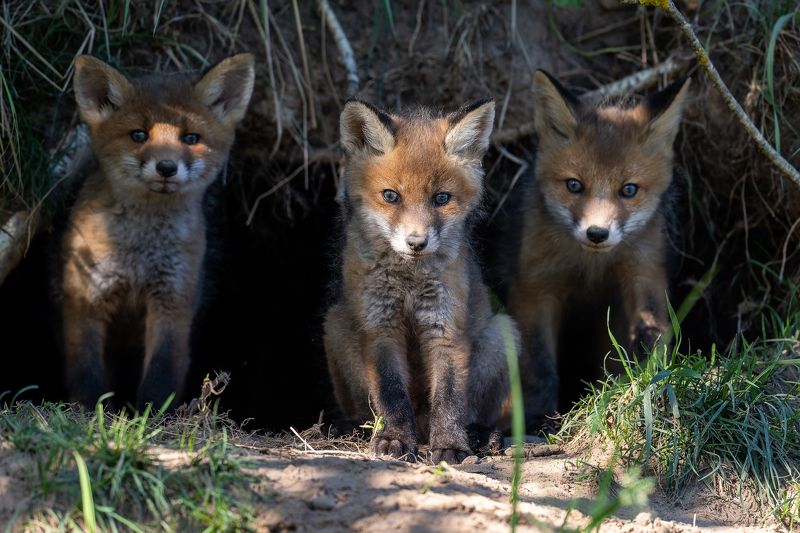 Lapseniphoto preview