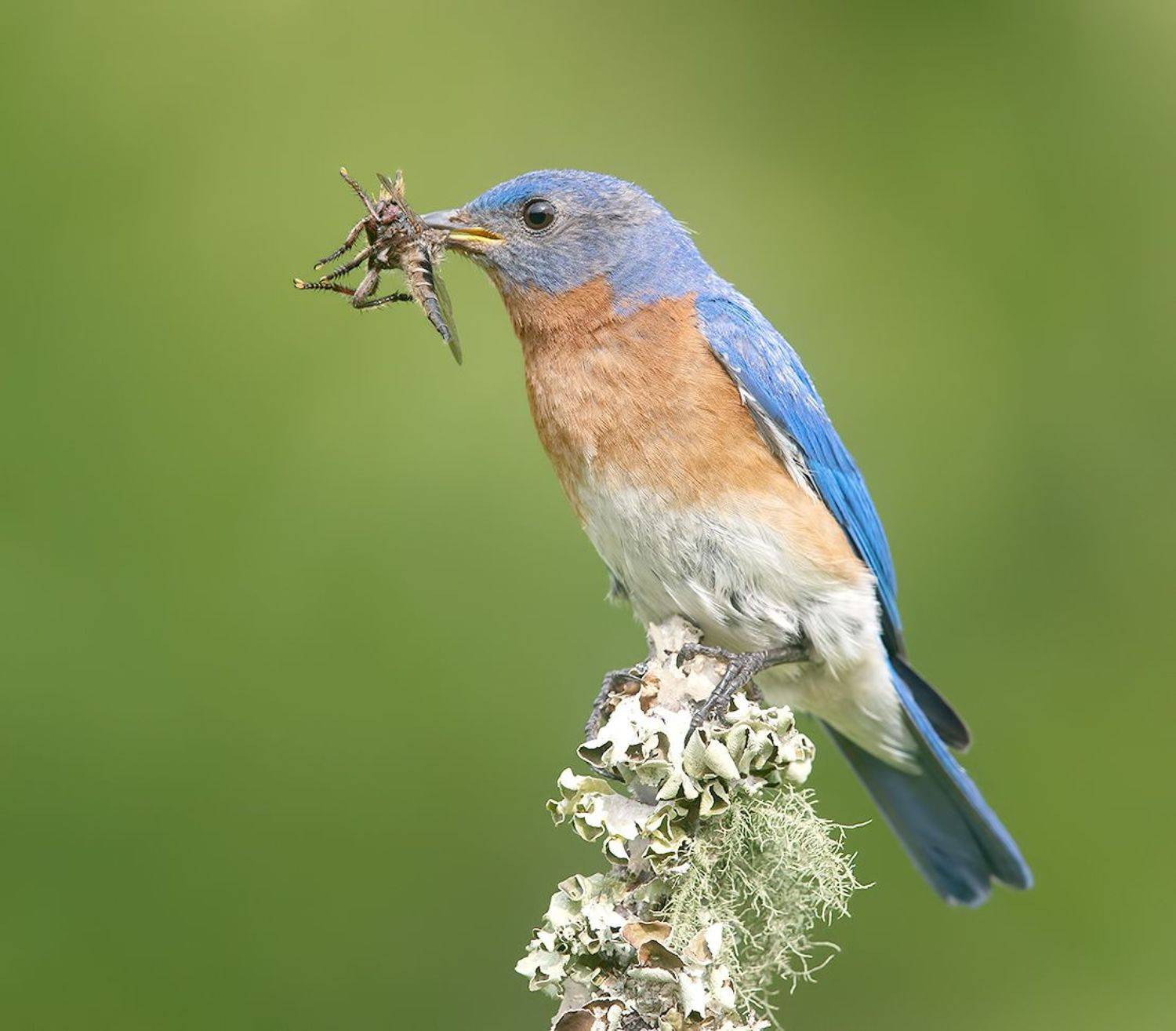 Eastern Bluebird, male -Восточная сиалия, самец. Автор: Etkind Elizabeth восточная сиалия, eastern bluebird,bluebird, весна, Etkind Elizabeth
