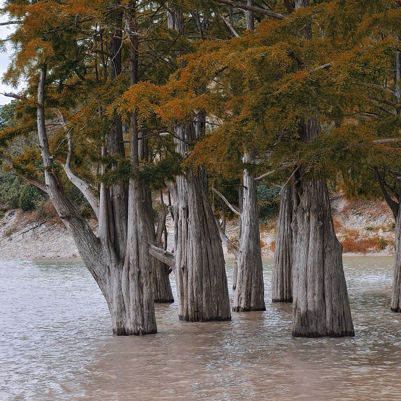 Кипарисыphoto preview