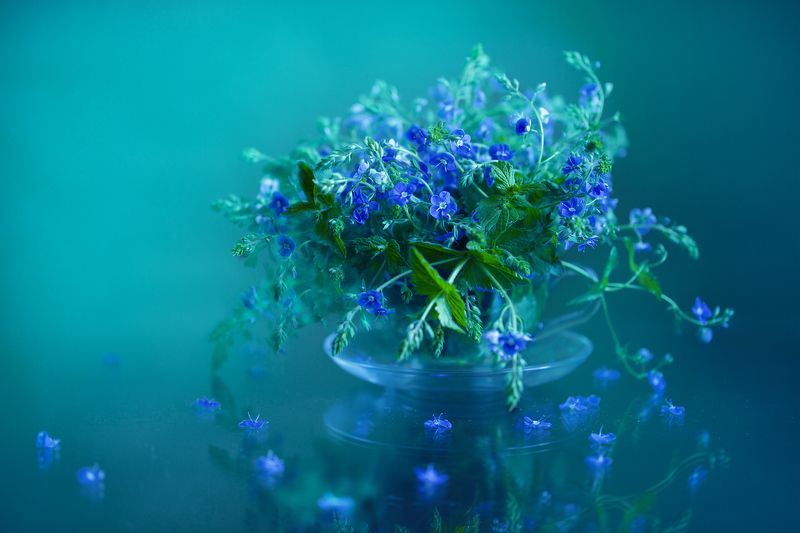 миламиронова, натюрморт, фотонатюрморт, stilllife, цветы, вероника Pro веронику... фото превью