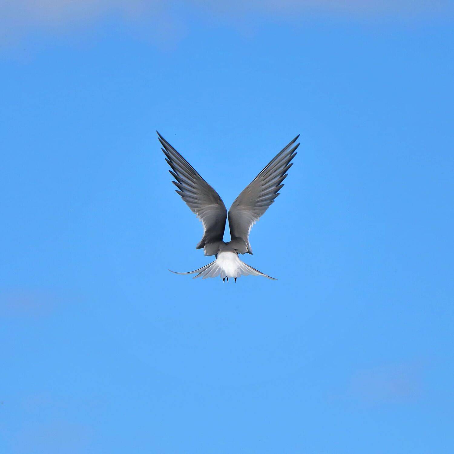 природа, птицы, крачка, полет, крылья, небо, Титов Александр