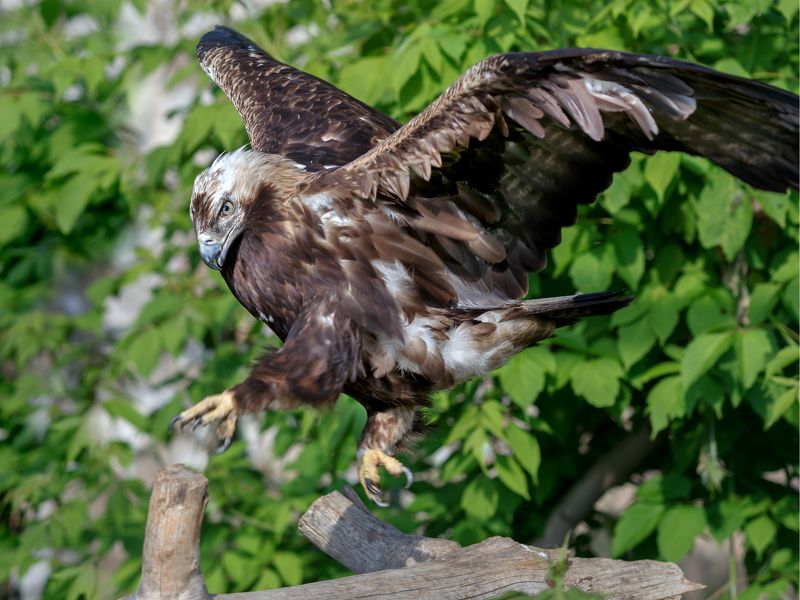 орел могильник (императорский орел, солнечный орел) Орел могильник (императорский орел, солнечный орел)photo preview