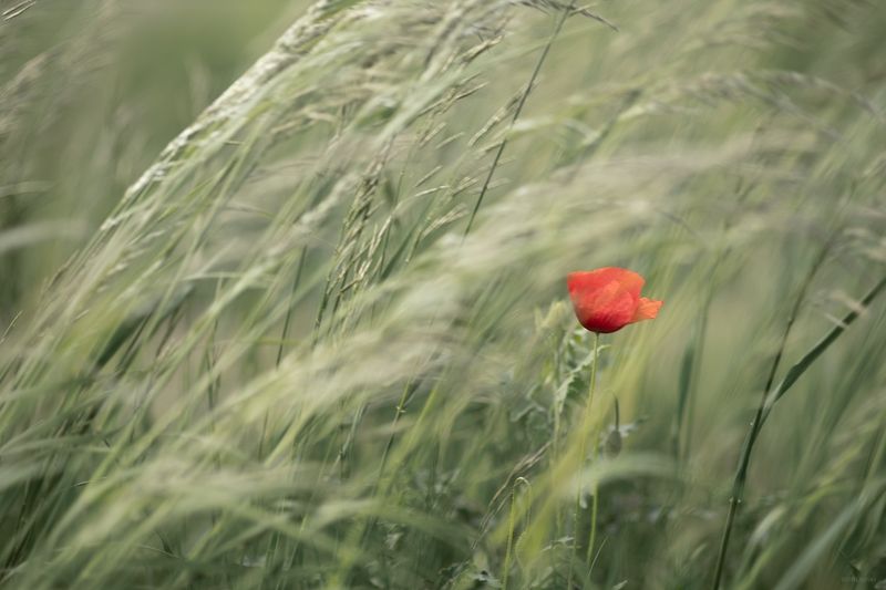 цветы маки Просто макphoto preview