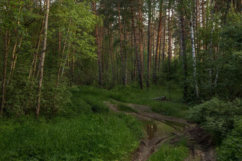 утро   лес дорога серково июнь Лес просыпаетсяphoto preview