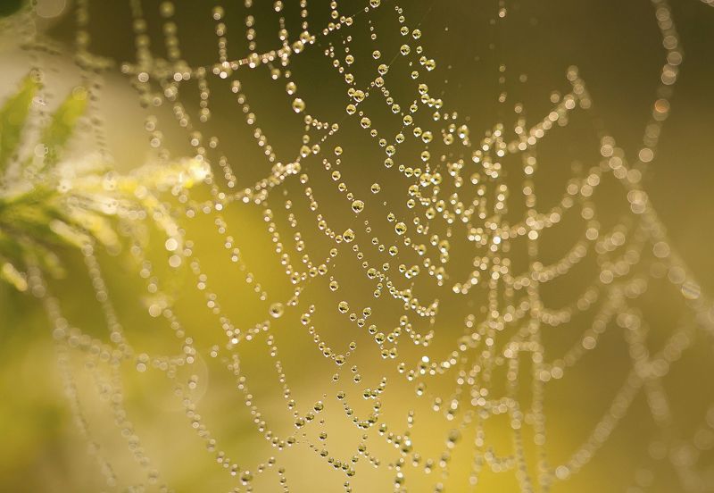 Паутинкаphoto preview