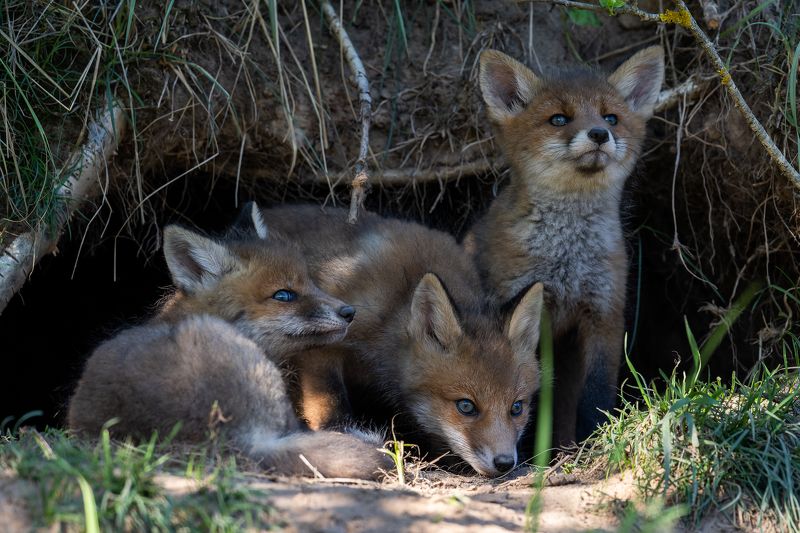 Lapseniphoto preview