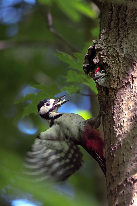БПД Забот полон ротphoto preview