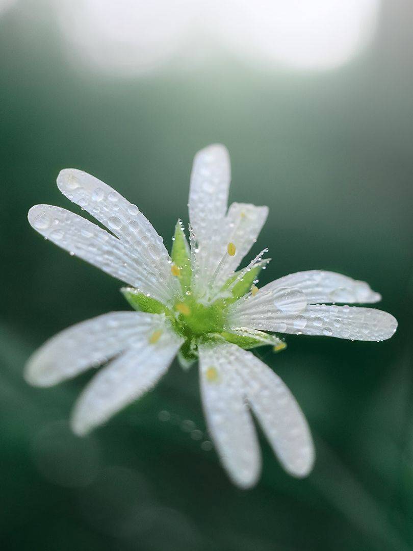 Нежно. Автор: Сергей Калёв , Сергей Калёв