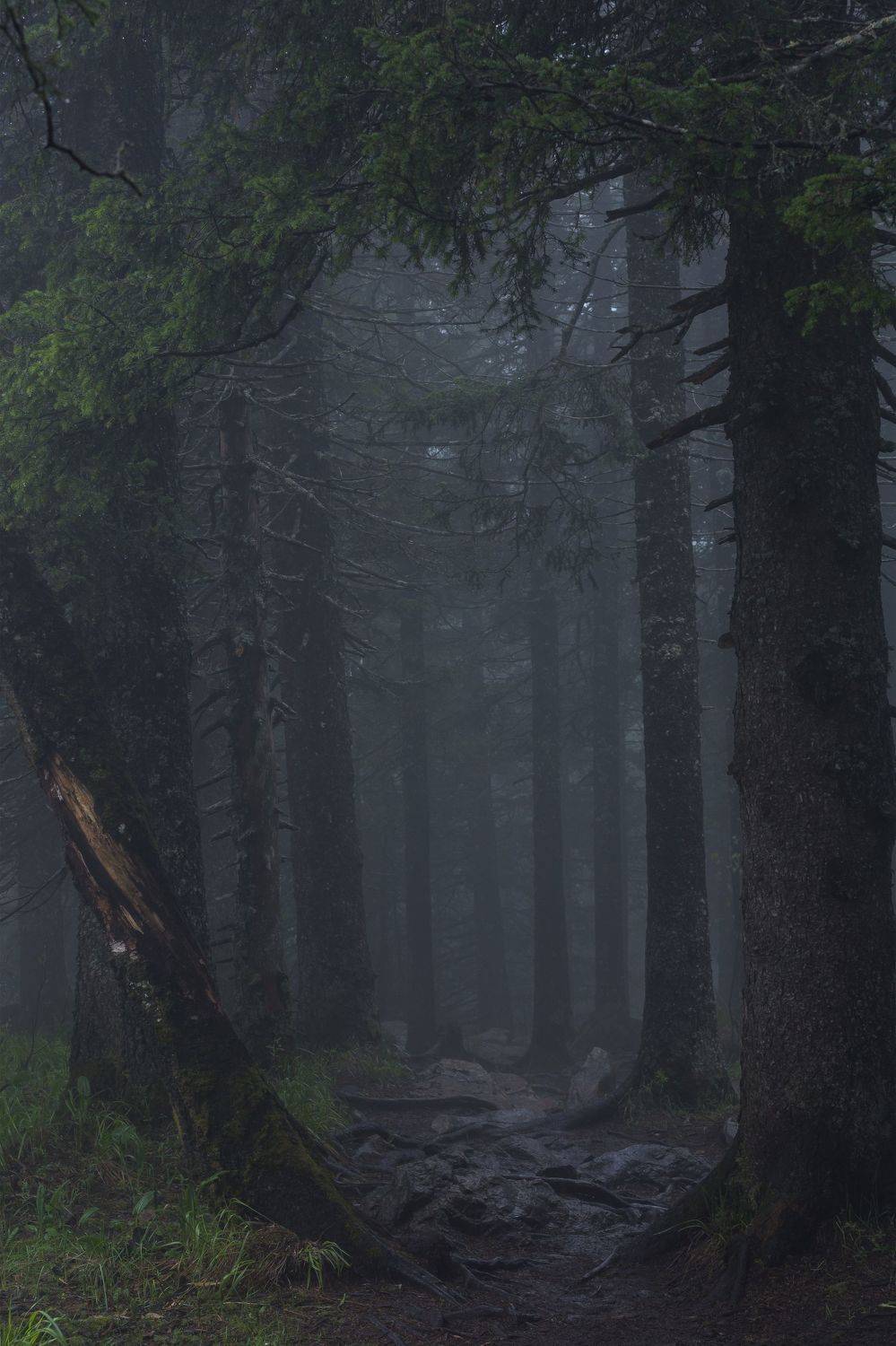 *******. Автор: Андрей Шарапов , Андрей Шарапов