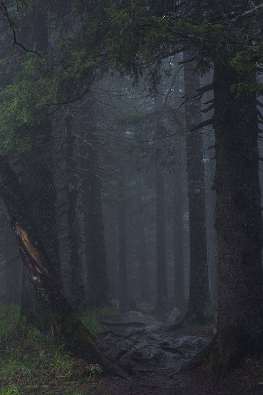 *******photo preview