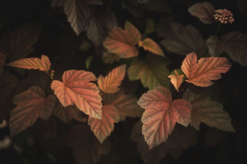 природа, ботаника, растения, цветы пузыреплодник в вечерних лучах фото превью