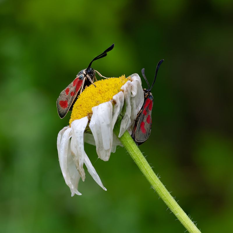 Противостояниеphoto preview