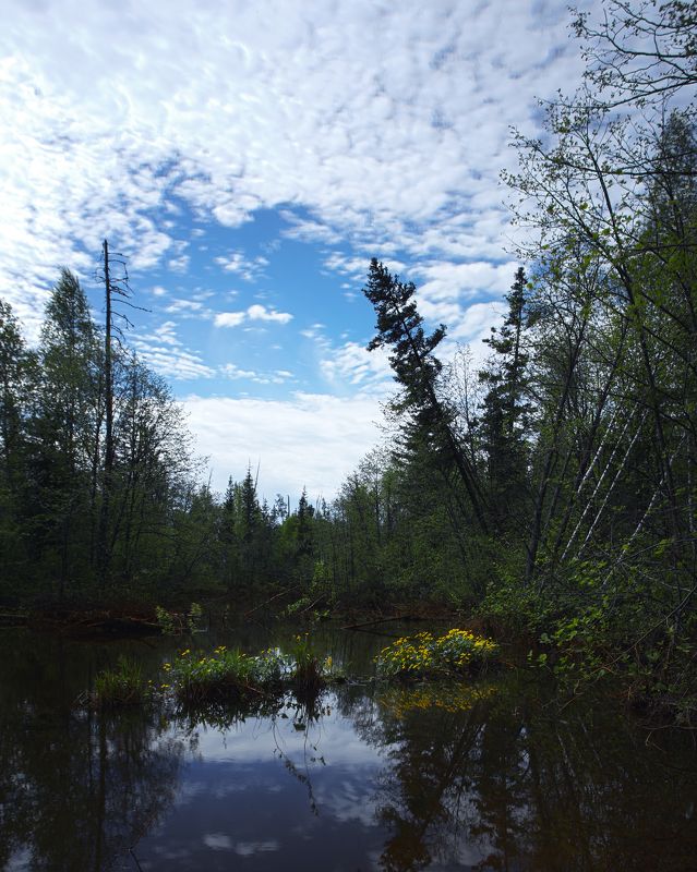 Лютики на болотеphoto preview