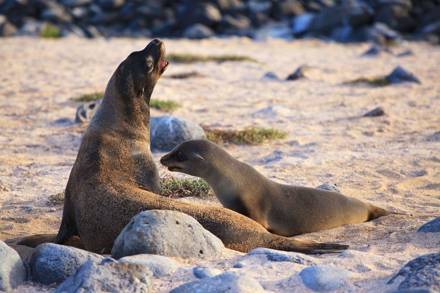 Автор: Худзинская Ирина , Худзинская Ирина