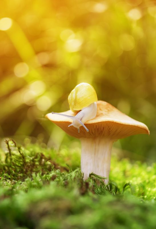 #snail #macro #nature #wallpaper #background #banner #print Strollphoto preview