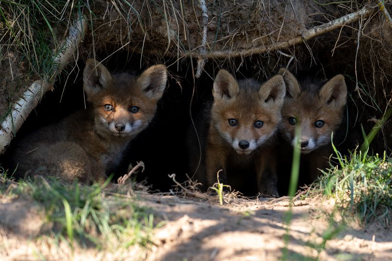 Lapseniphoto preview