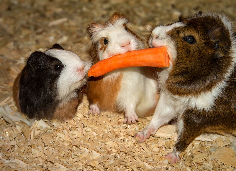 Завтрак на троихphoto preview