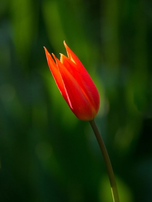 Огонёкphoto preview