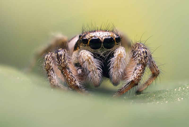 Паук скакунphoto preview