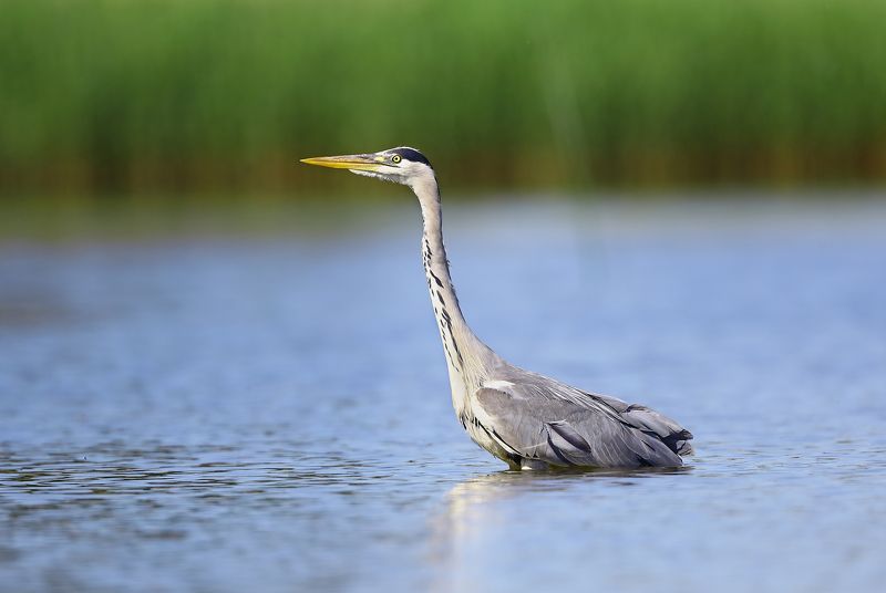 Глубина? Ниже пояса, но выше колен.photo preview