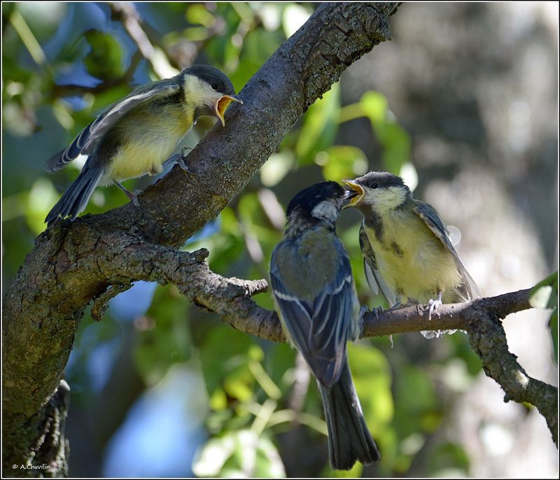 голодняк,синицы,птенцы Голодняк )photo preview