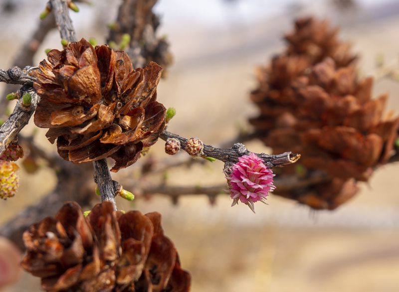 Цветение лиственницыphoto preview