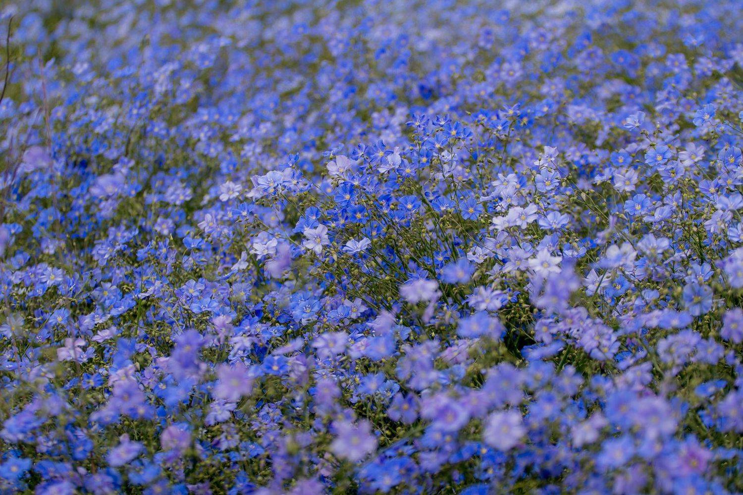Лён цветет. Автор: Алексей Юденков flowers, nature, linum, цветы, лён, Алексей Юденков
