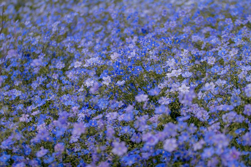 flowers, nature, linum, цветы, лён Лён цвететphoto preview