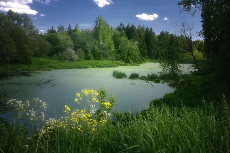 Болотце...photo preview