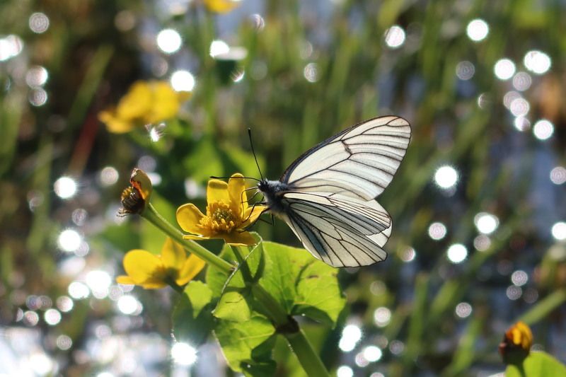 бабочка,боярышница Боярышница фото превью